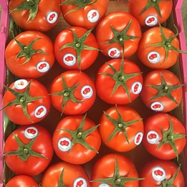 گوجه گلخانه آتاویتا (۱ کیلو)