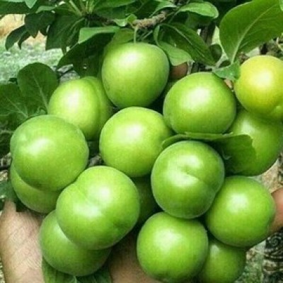 الوچه درشت سردره (۵۰۰ گرم)