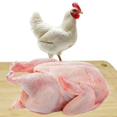 مرغ زنده ارزان + پاک کردن (وزن بین  1/5 تا 2 کیلو)
